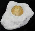 Lovenia Sea Urchin Fossil - Beaumaris, Australia #22180-1